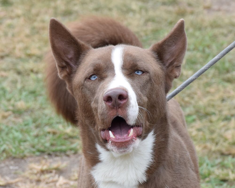 Juno, a Adoptable mixed breed in Anniston, AL image 2/6