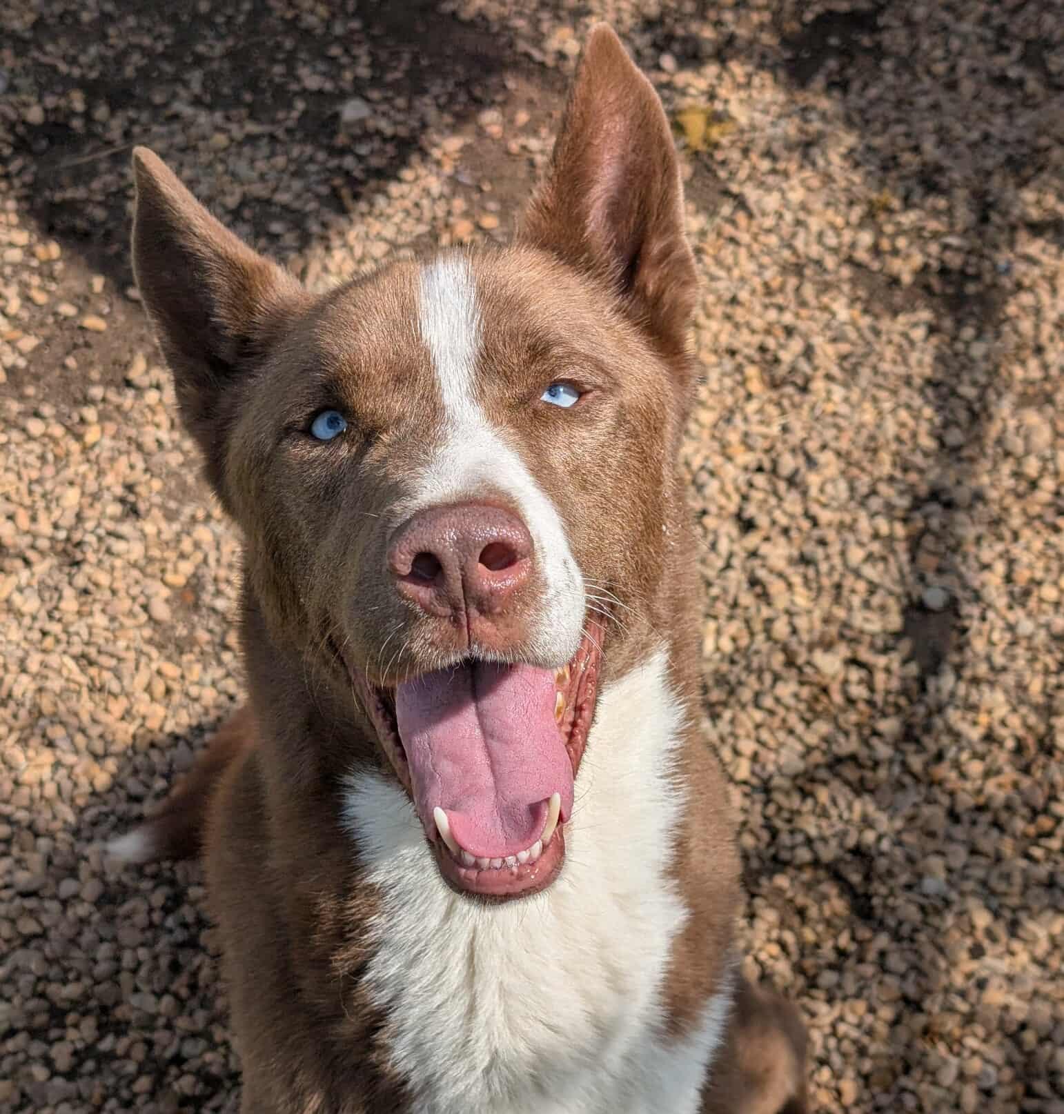 Juno, a Adoptable mixed breed in Anniston, AL image 1/6