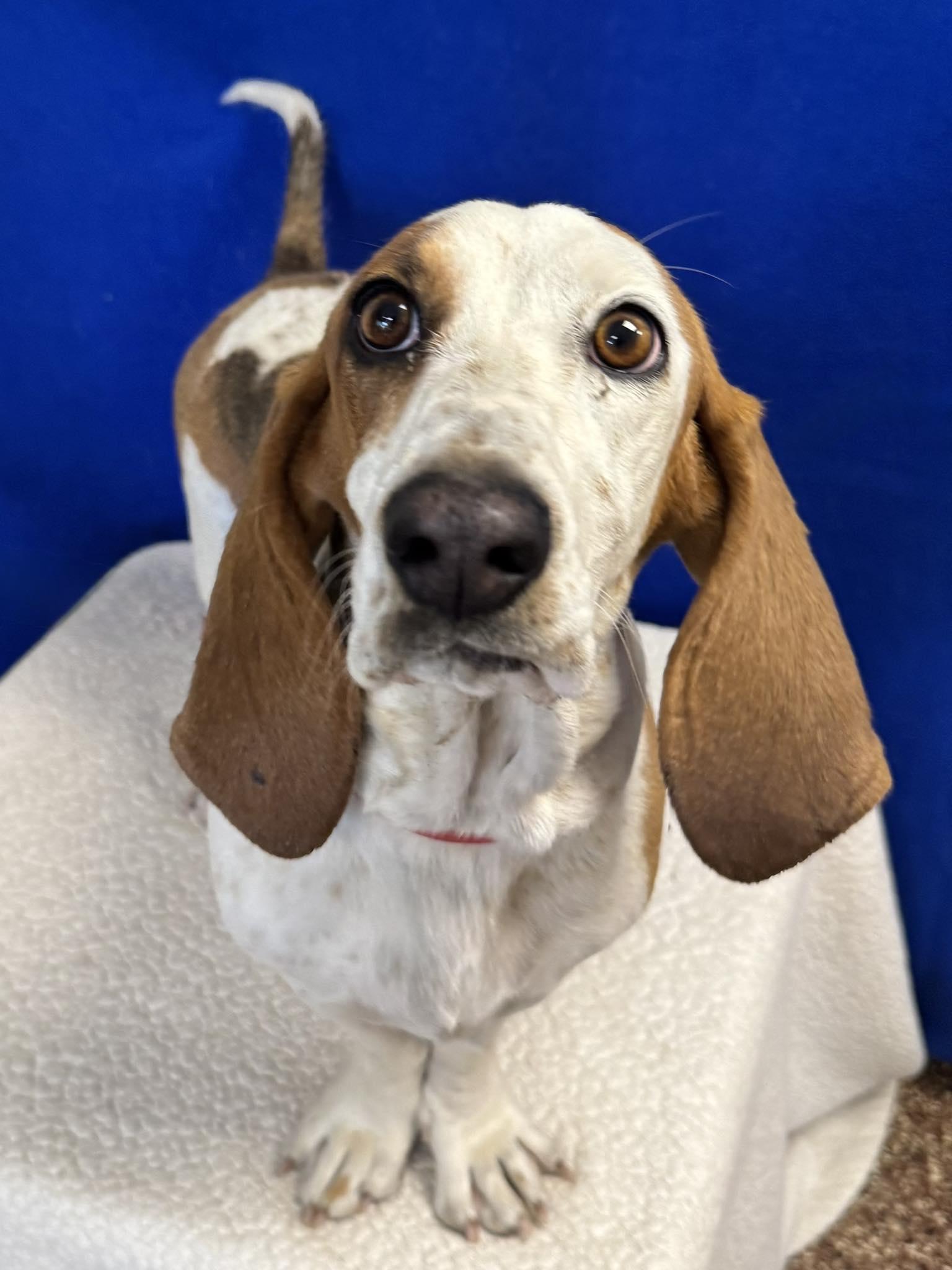 Lillian, ADOPTABLE, Young Female Basset Hound.