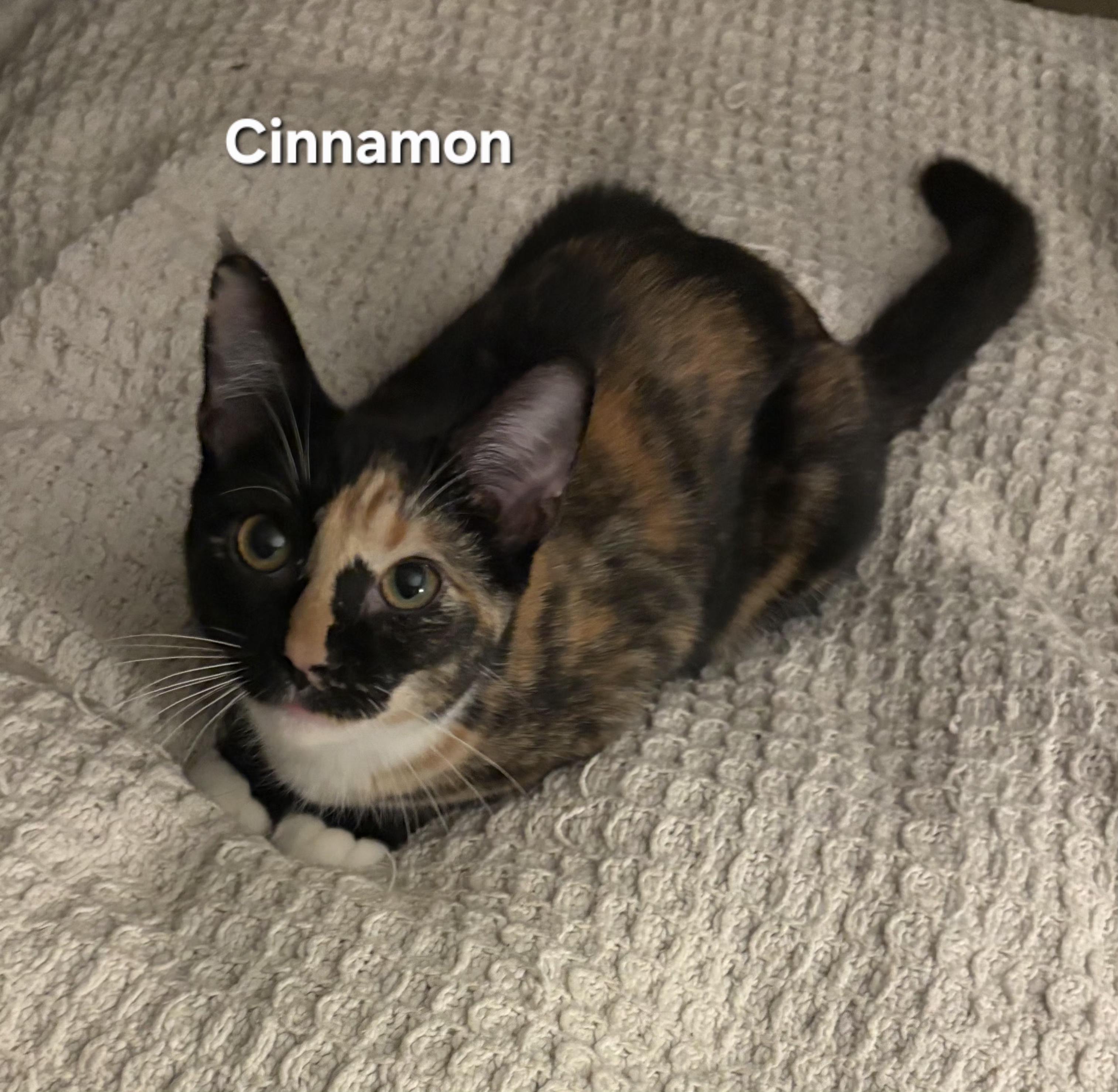 Cinnamon, Adoptable, Kitten Female Calico.