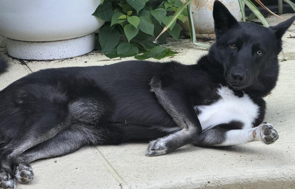 Xena, a Adoptable mixed breed in Clermont, FL image 2/4