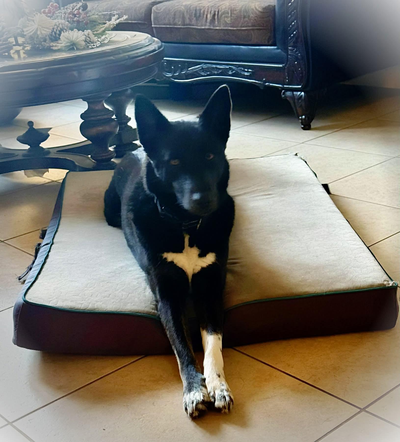 Enlarge Xena, a Adoptable mixed breed in Clermont, FL image 3/6