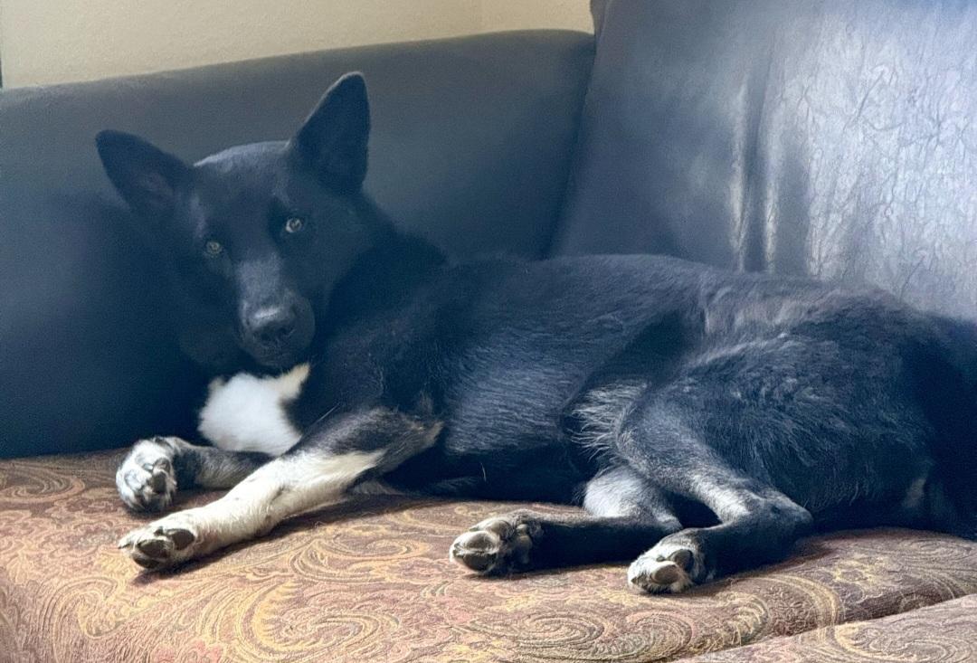 Xena, a Adoptable mixed breed in Clermont, FL image 3/4