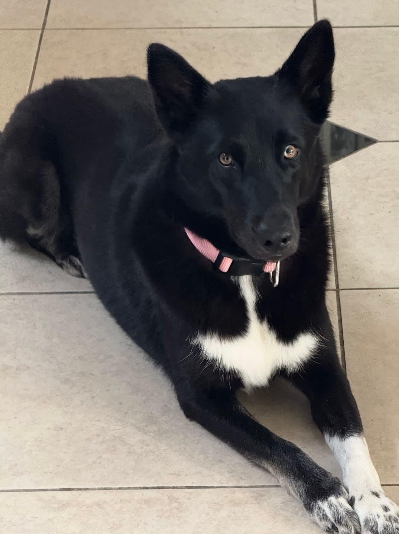 Xena, a Adoptable mixed breed in Clermont, FL image 4/4