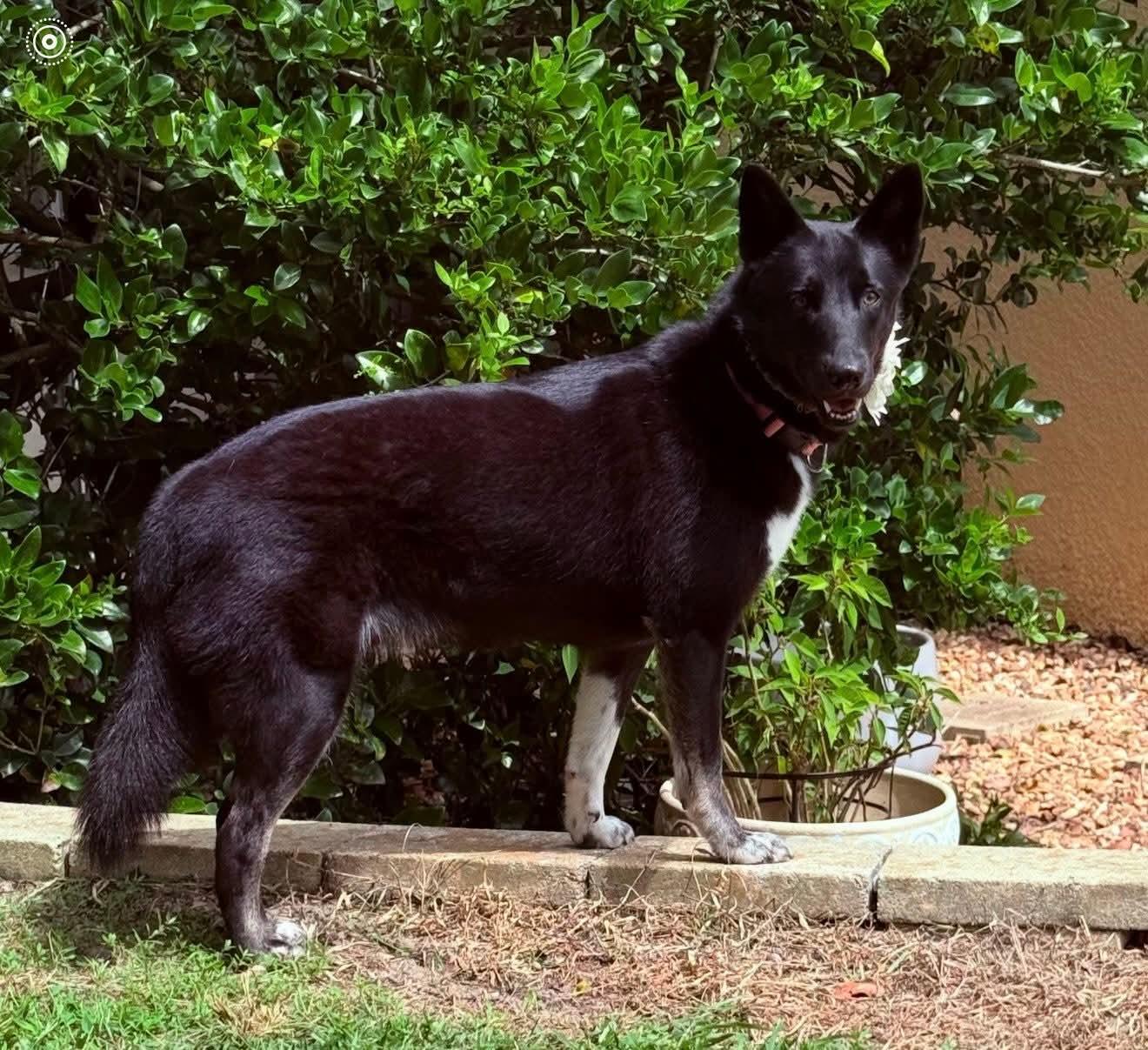 Xena, a Adoptable mixed breed in Clermont, FL image 1/4