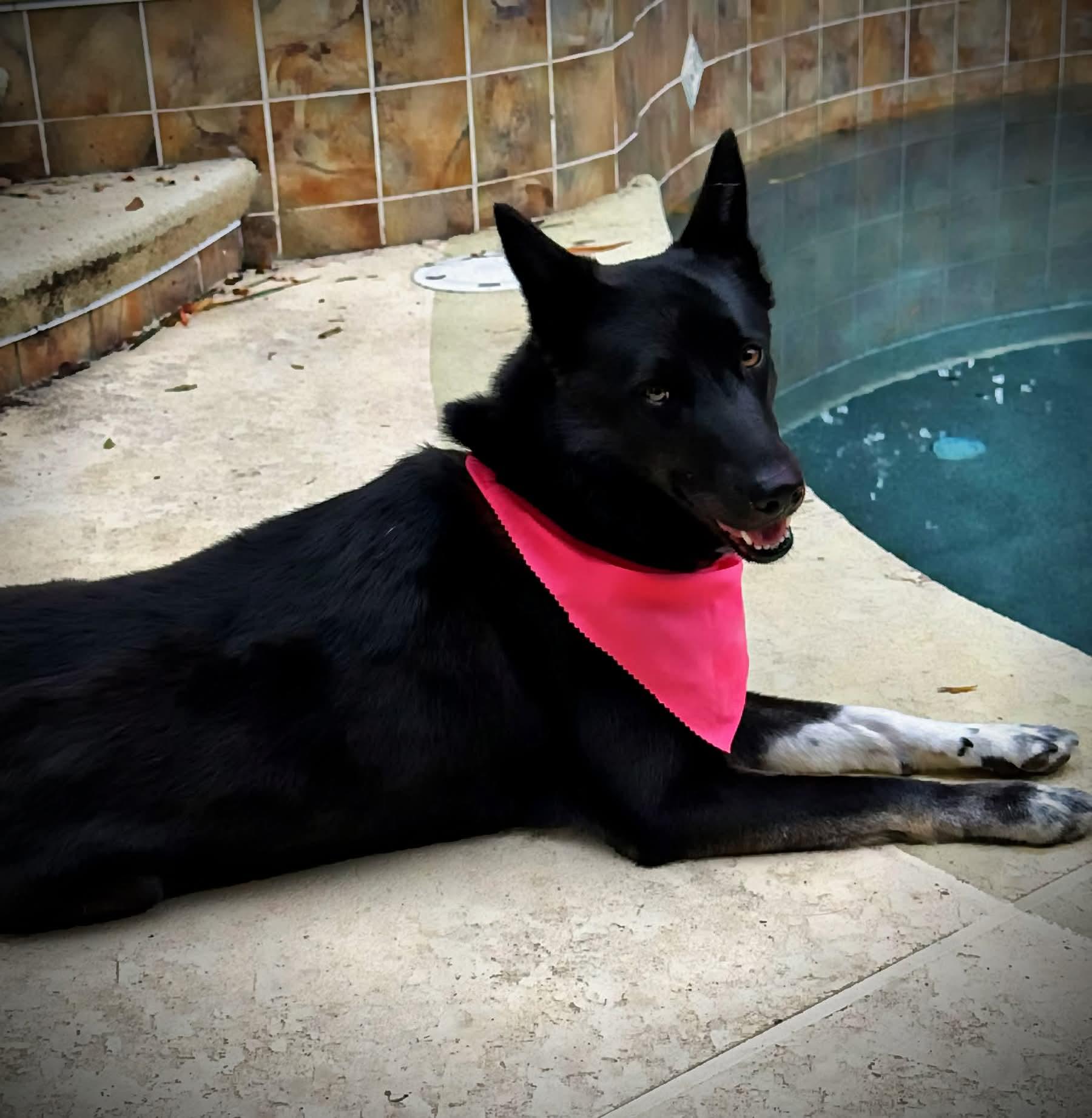 Xena, Adoptable, Young Female German Shepherd Dog & Cattle Dog.