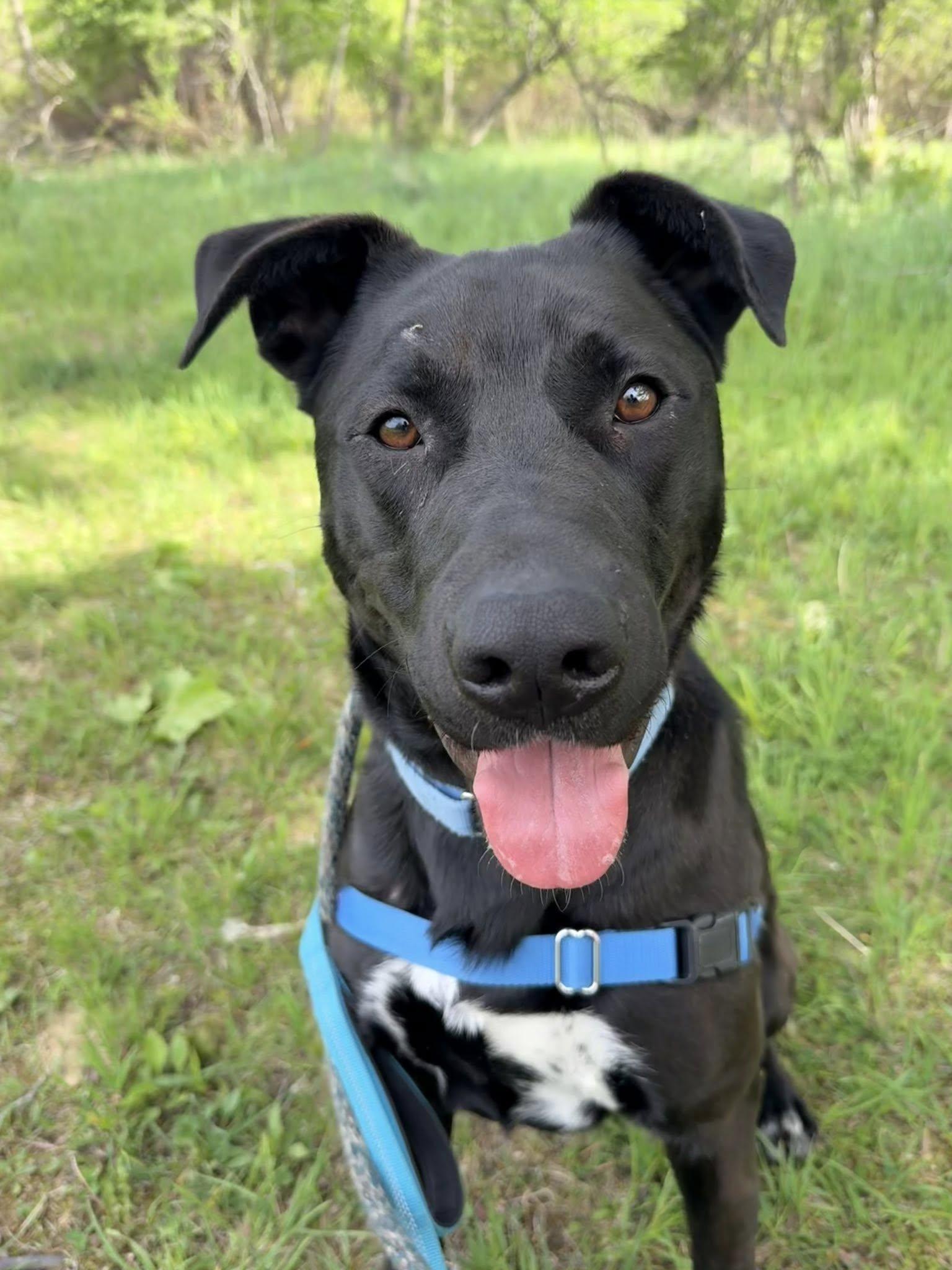 Enlarge Spookey, an adoptable mixed breed in Lake Odessa, MI image 1/6