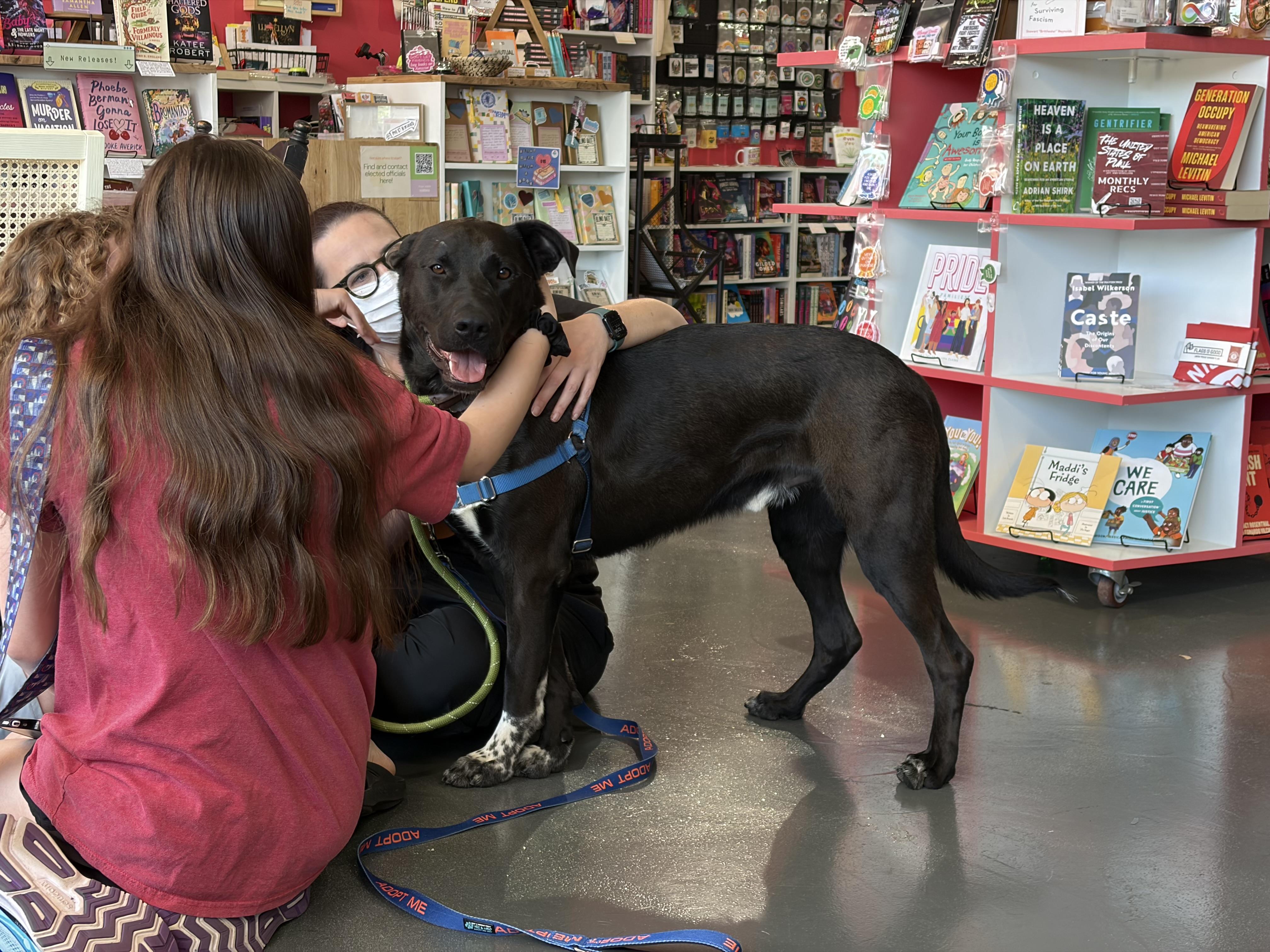 Enlarge Spookey, an adoptable mixed breed in Lake Odessa, MI image 2/6