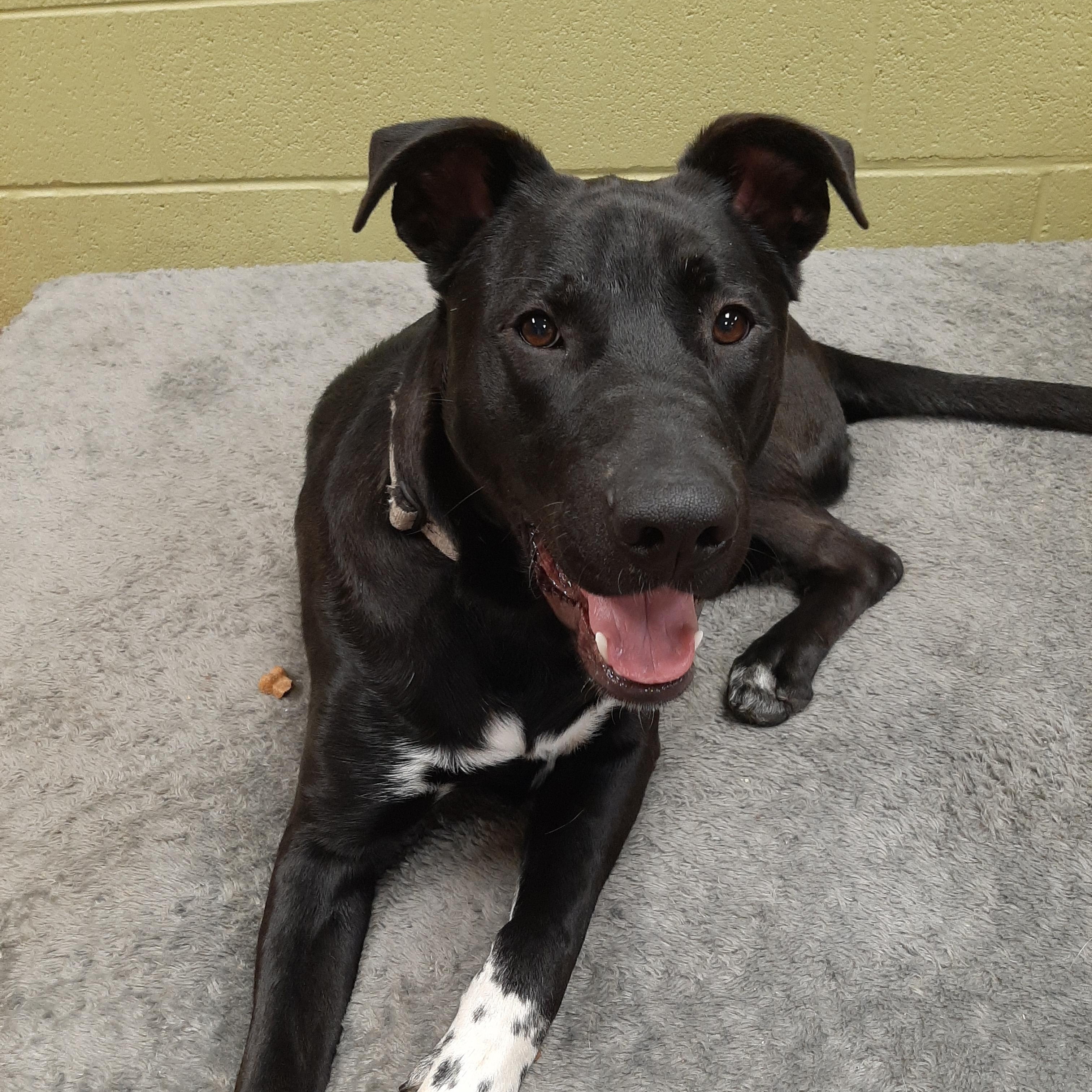 Enlarge Spookey, an adoptable mixed breed in Lake Odessa, MI image 3/4