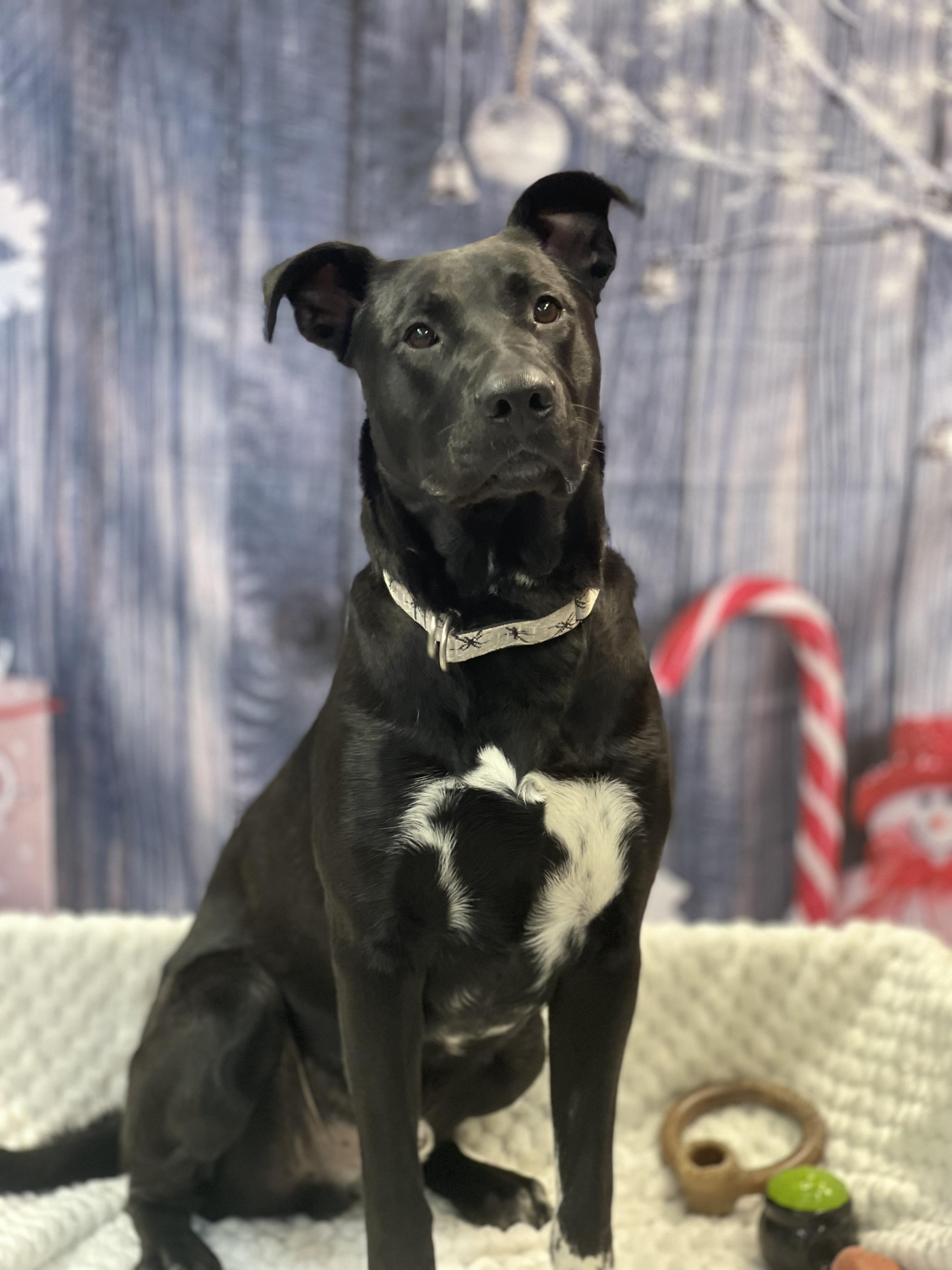 Enlarge Spookey, an adoptable mixed breed in Lake Odessa, MI image 1/4