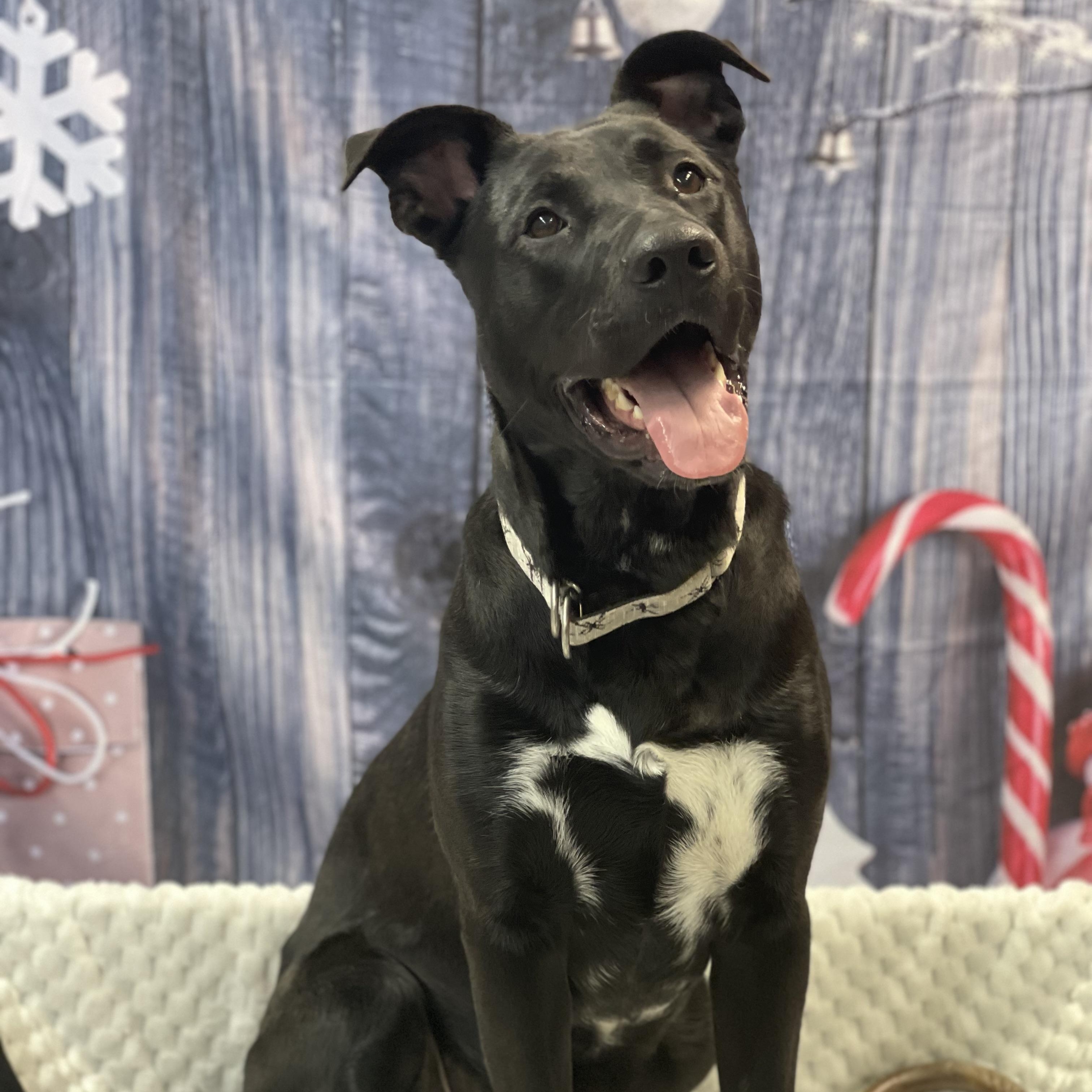 Enlarge Spookey, an adoptable mixed breed in Lake Odessa, MI image 2/4