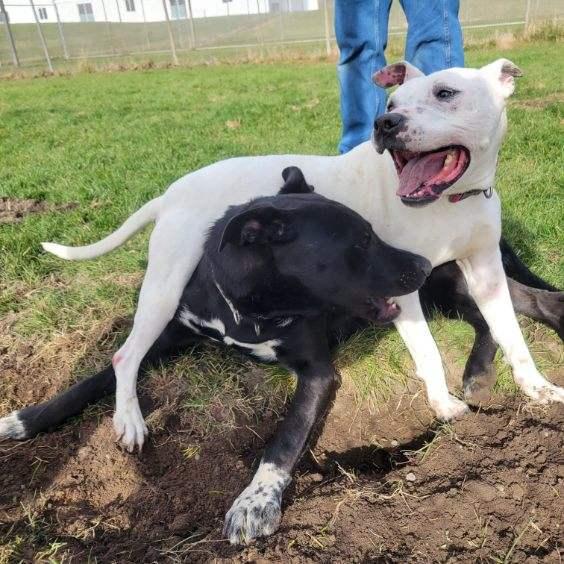 Enlarge Spookey, an adoptable mixed breed in Lake Odessa, MI image 4/4