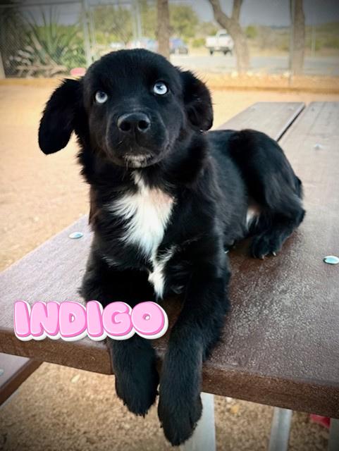 Indigo, adopted, Young Female Australian Shepherd.