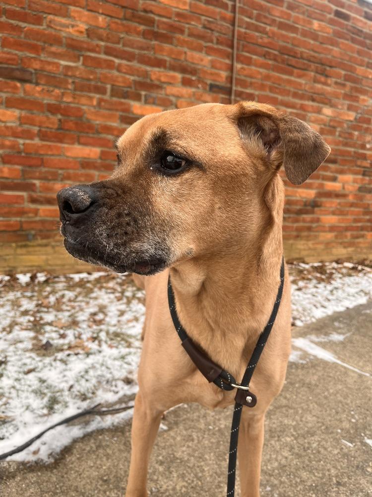 Bruno, Adoptable, Senior Male Boxer.