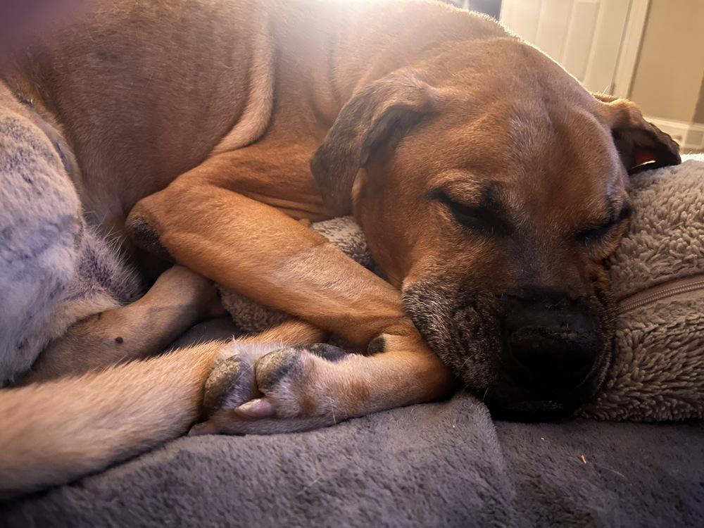 Bruno — thumbnail 2