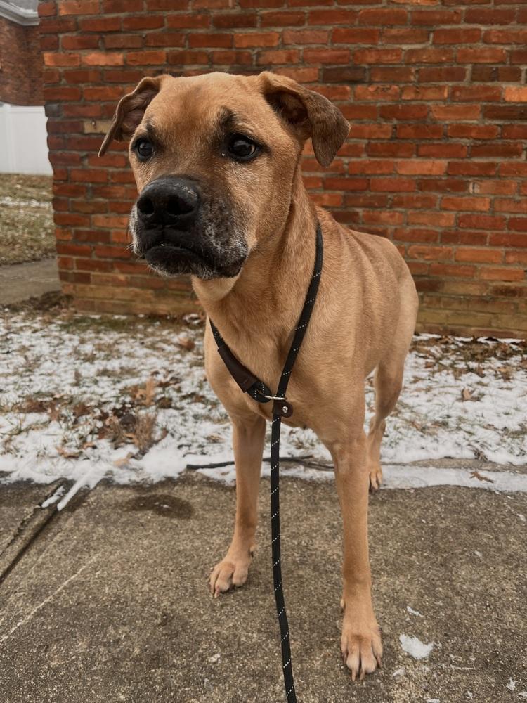 Bruno — thumbnail 3