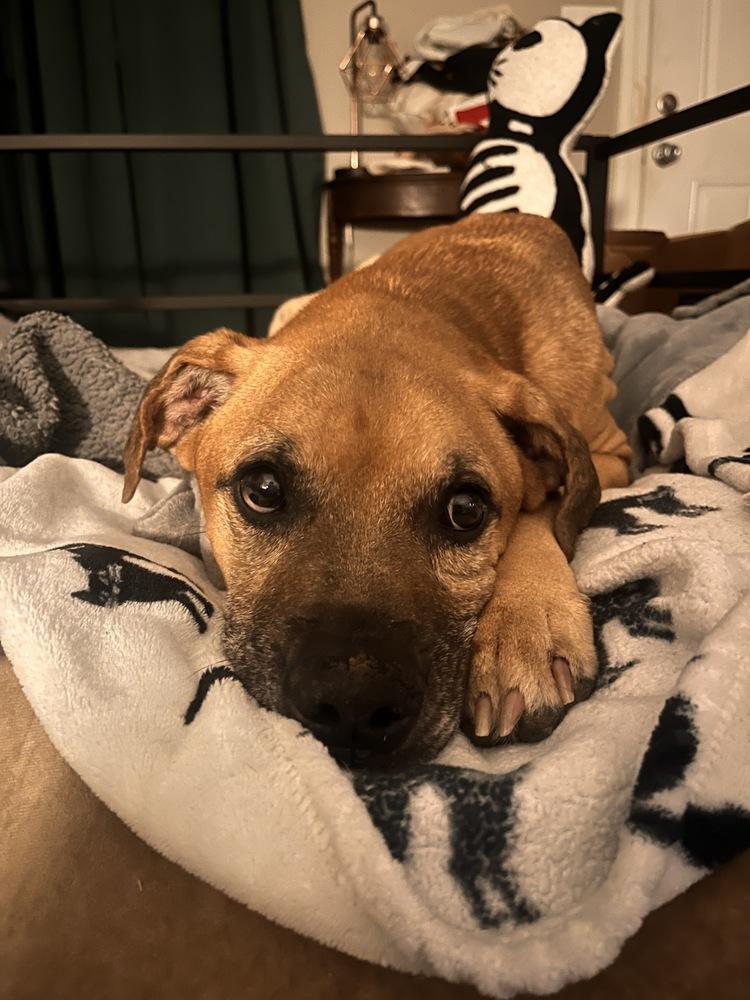 Enlarge Bruno, a Adoptable mixed breed in Grove City, OH image 4/4