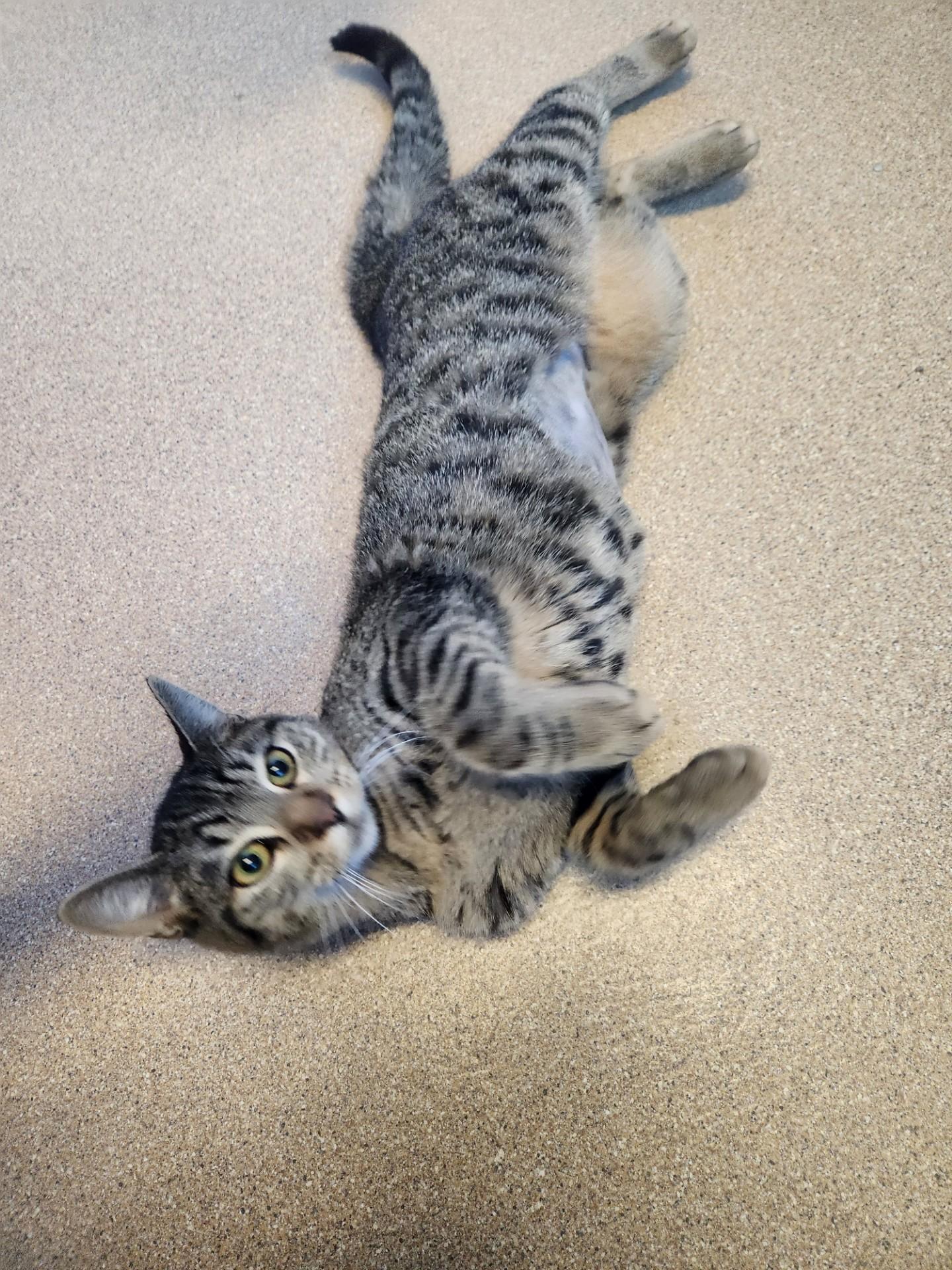 Enlarge Dutchess DaintyFeet, an adoptable Domestic Short Hair in Brookings, SD image 1/1