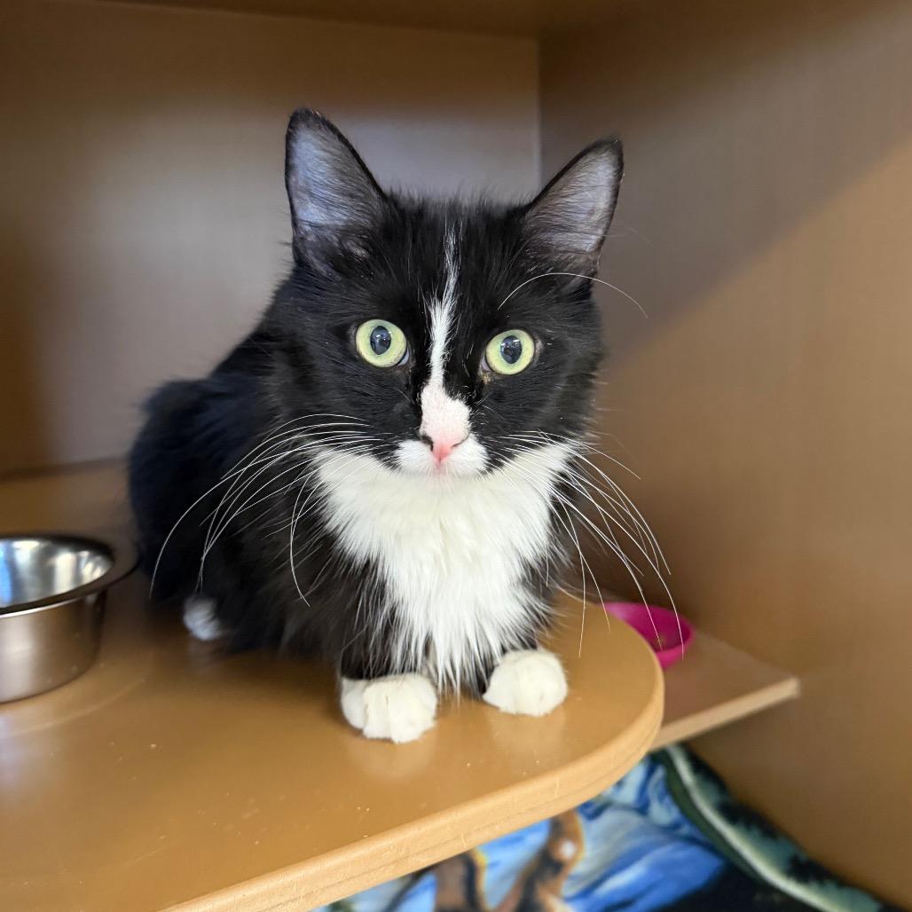 Enlarge Ophelia, a Adoptable Domestic Short Hair in Middlebury, VT image 1/5