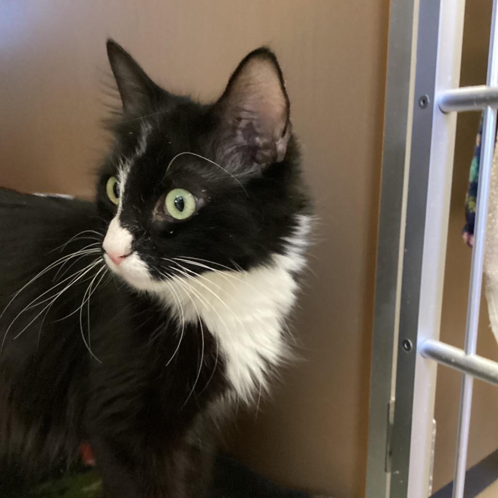 Enlarge Ophelia, a Adoptable Domestic Short Hair in Middlebury, VT image 2/5