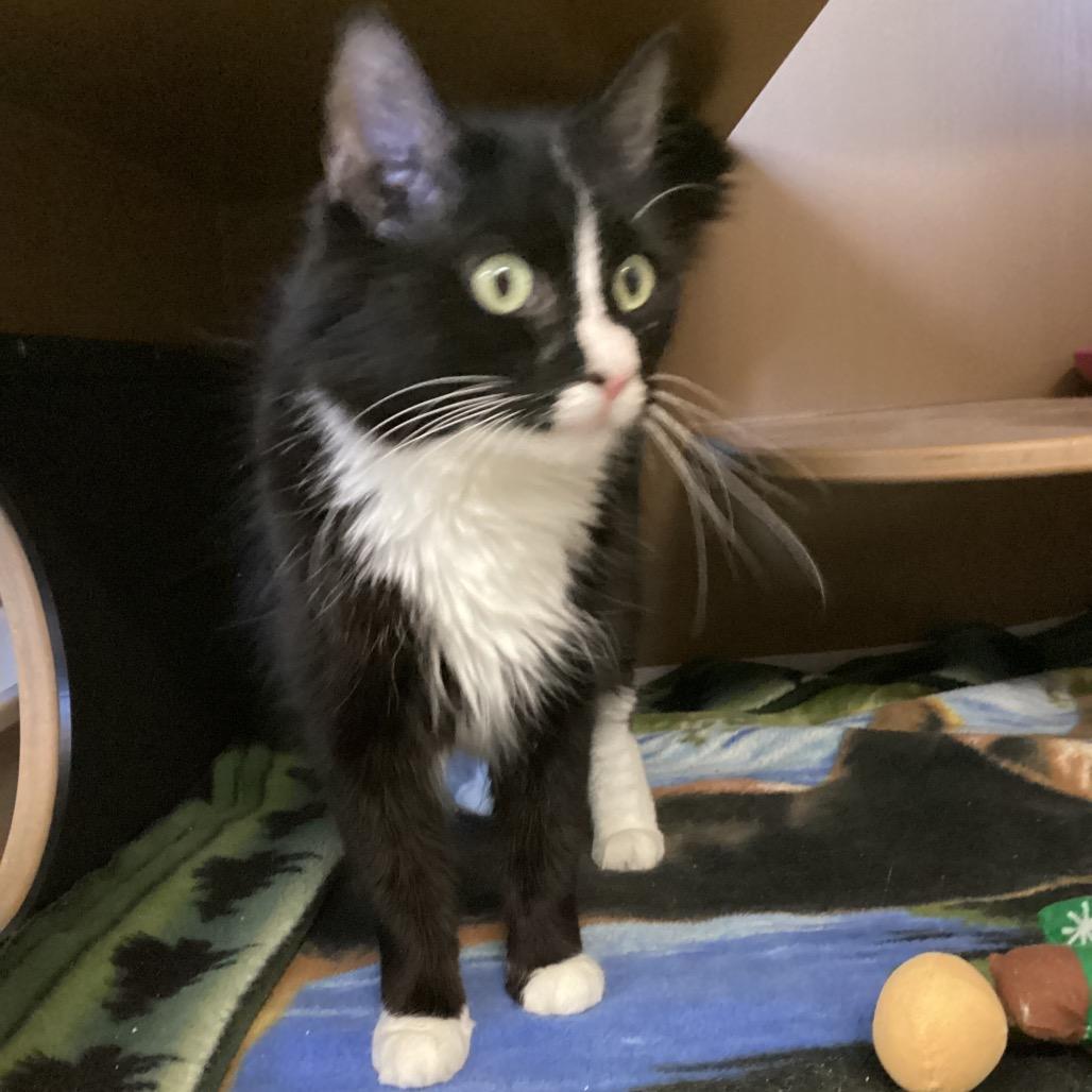 Enlarge Ophelia, a Adoptable Domestic Short Hair in Middlebury, VT image 3/5