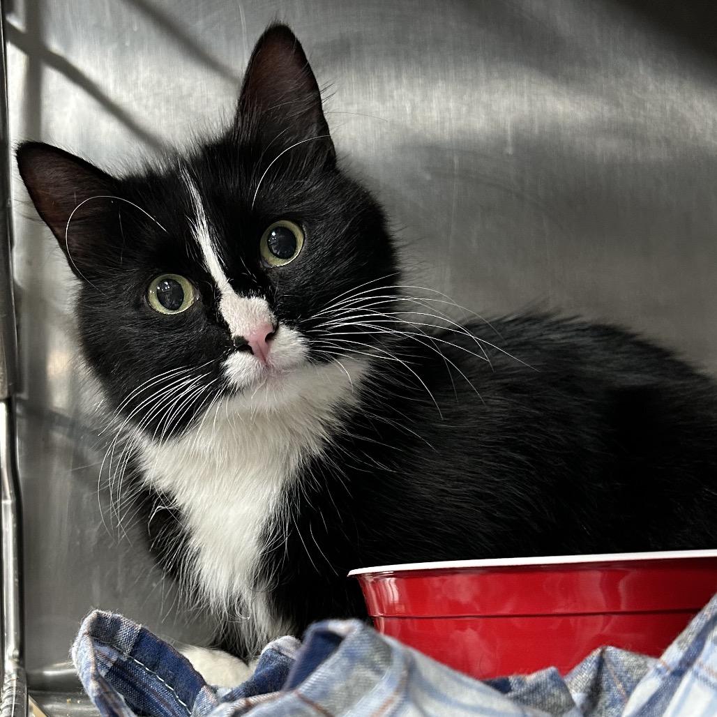 Enlarge Ophelia, a Adoptable Domestic Short Hair in Middlebury, VT image 4/5