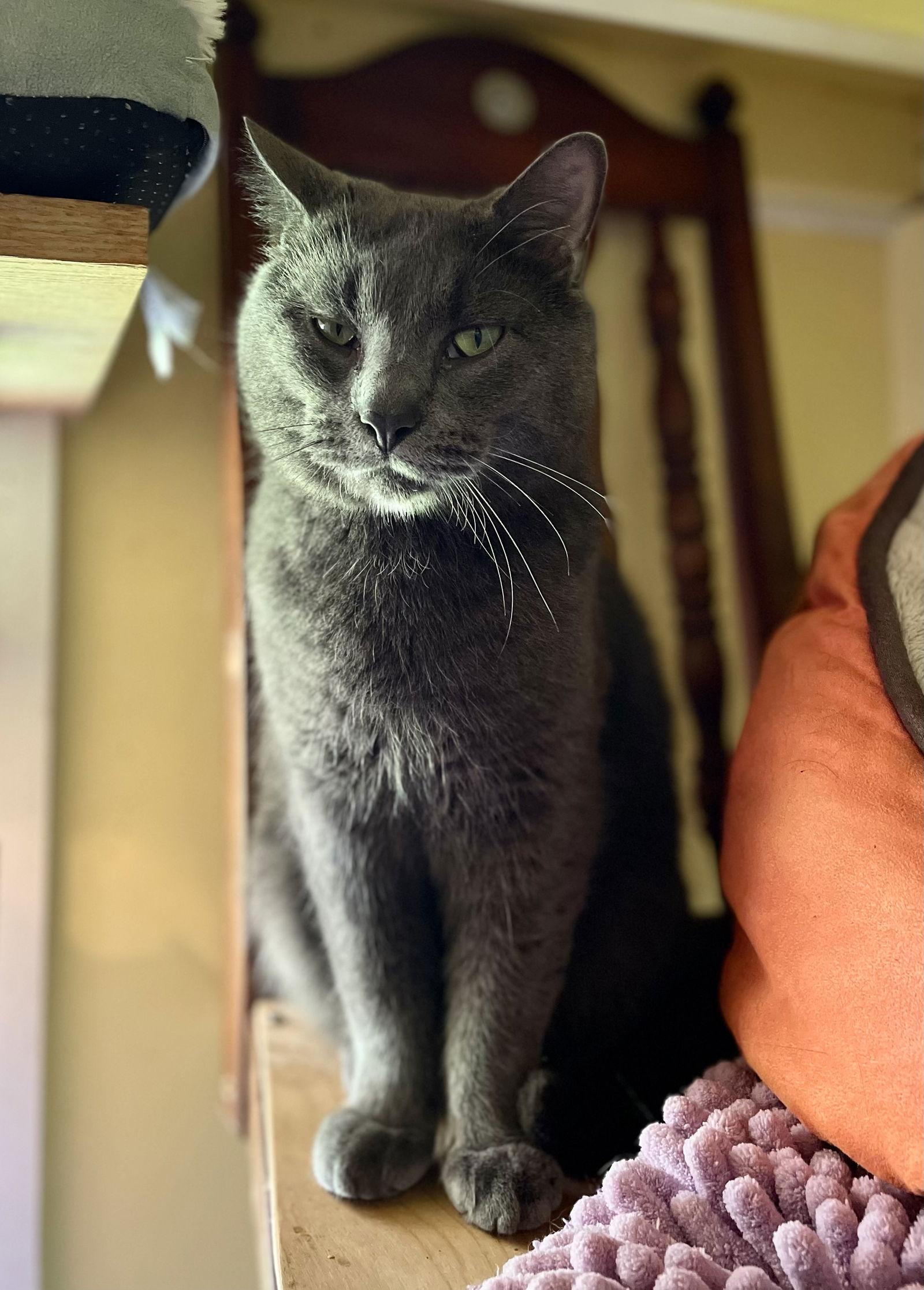Big Boi, Adoptable, Adult Male Domestic Short Hair & Russian Blue.