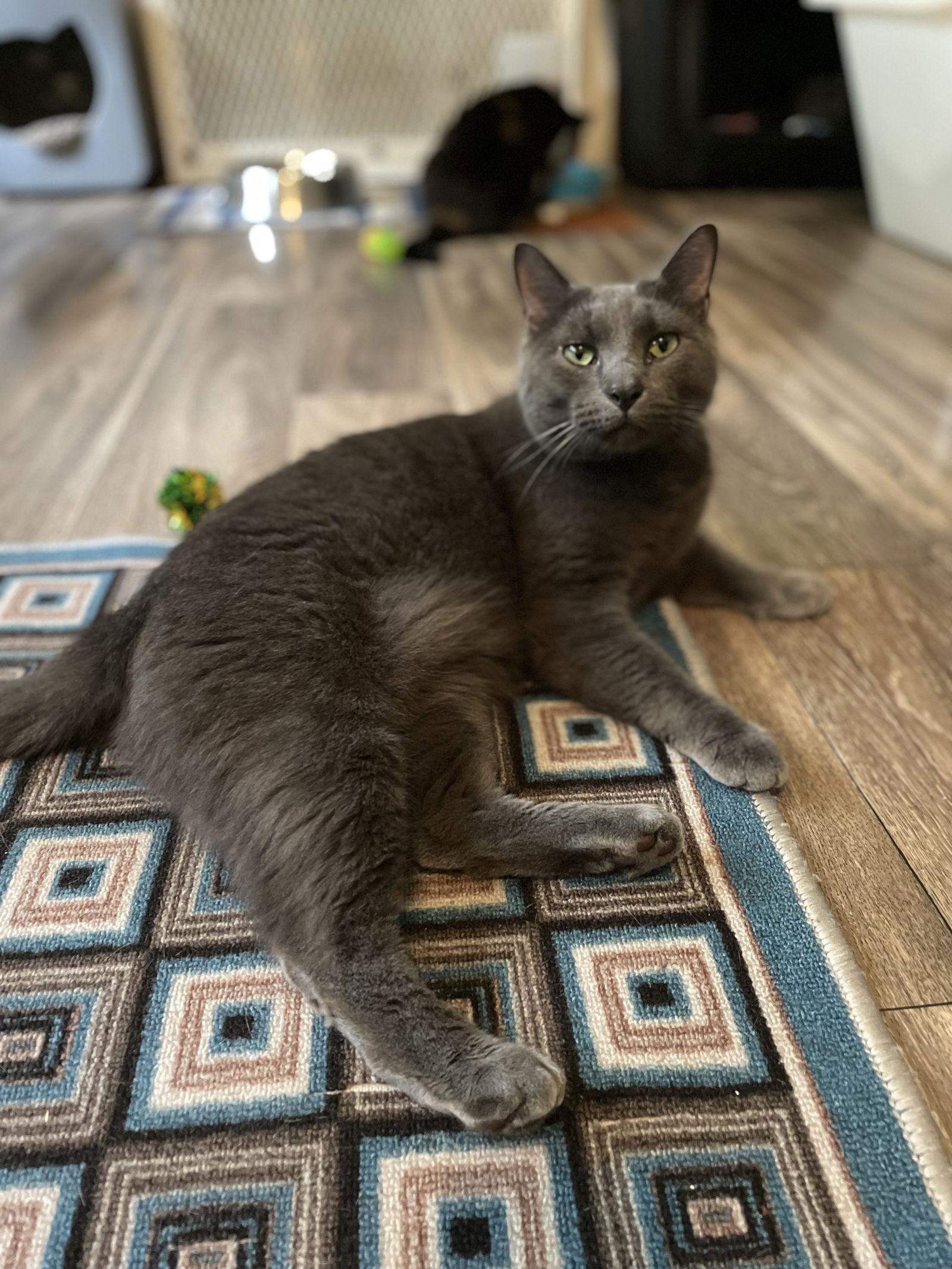 Enlarge Big Boi, a Adoptable mixed breed in Ranson, WV image 2/3