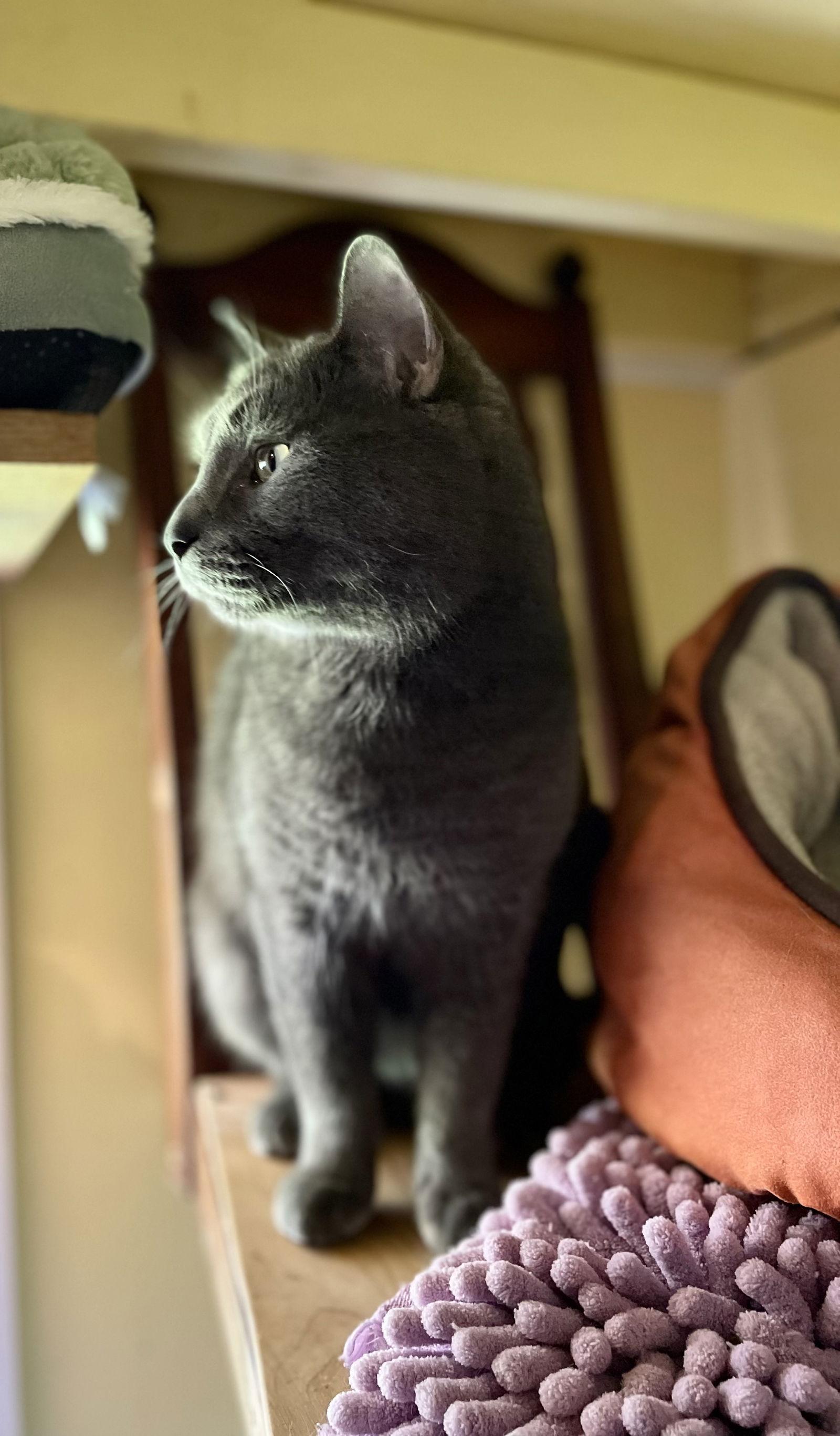 Enlarge Big Boi, a Adoptable mixed breed in Ranson, WV image 3/3