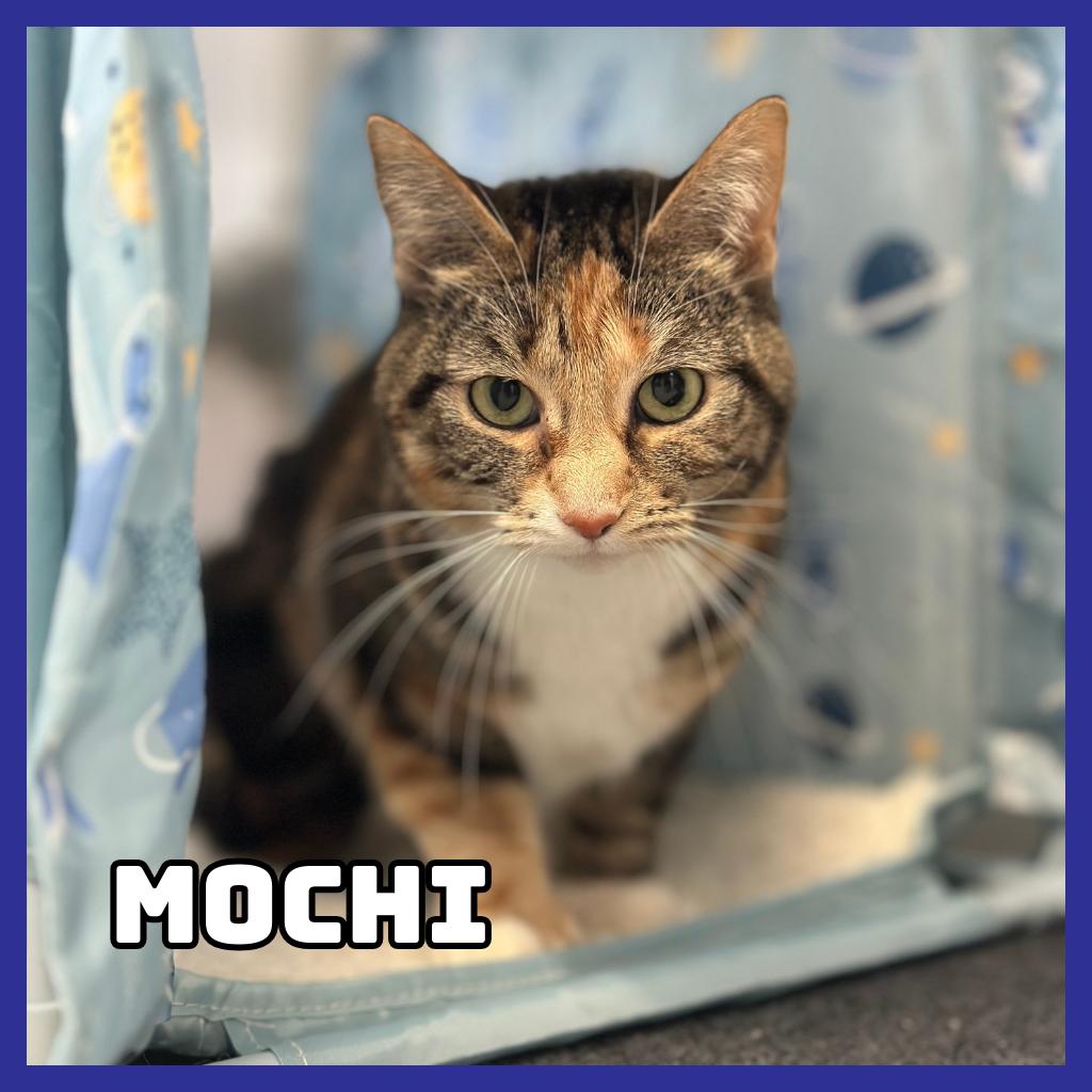 Mochi, Adoptable, Adult Female Extra-Toes Cat / Hemingway Polydactyl & Domestic Short Hair.