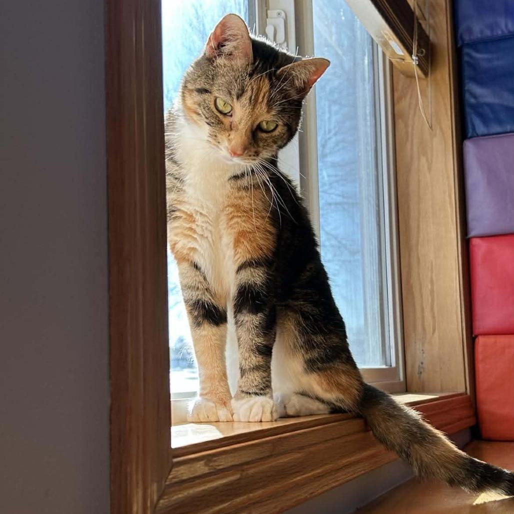 Enlarge Mochi, a Adoptable mixed breed in Glenwood, MN image 2/5