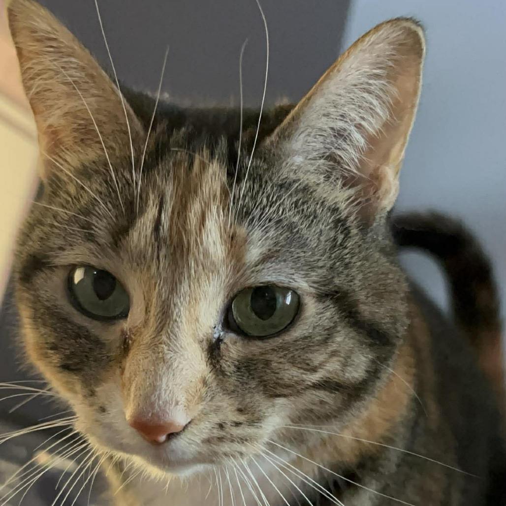 Enlarge Mochi, a Adoptable mixed breed in Glenwood, MN image 3/5