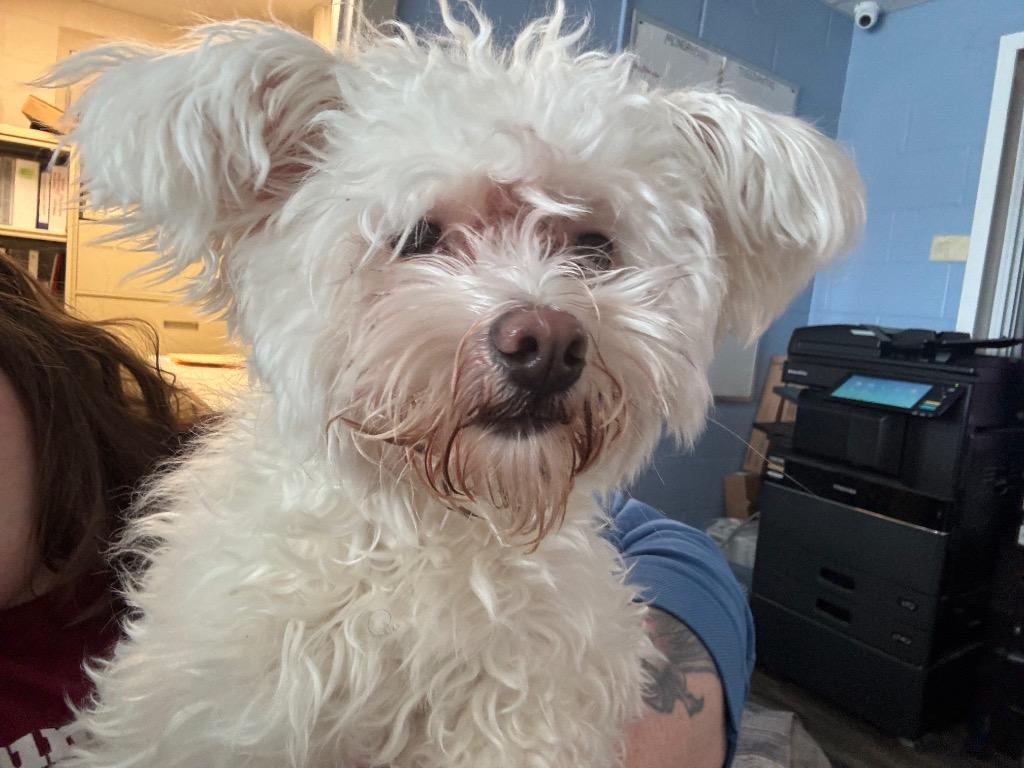 Lulu, Adoptable, Young Female Havanese.