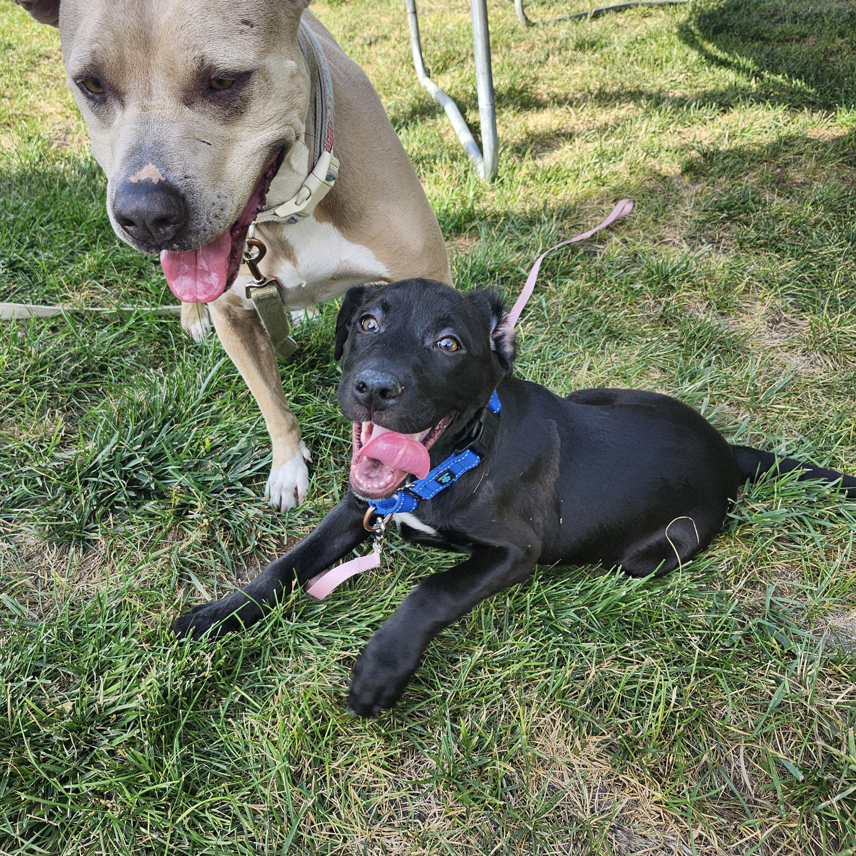 Marsh, Adoptable, Young Female Labrador Retriever.