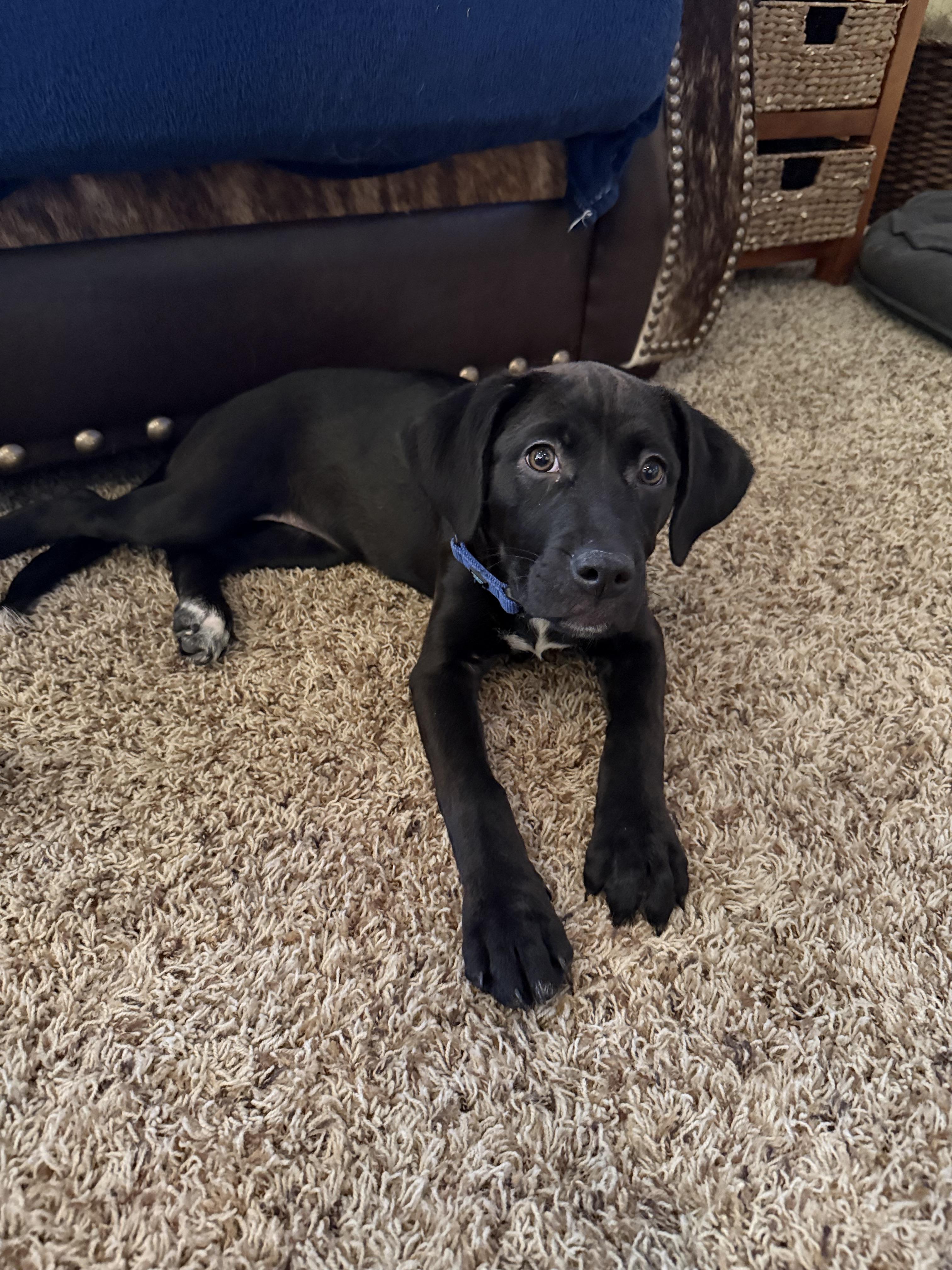 Enlarge Marsh, a Adoptable Labrador Retriever in Fruit Heights, UT image 2/5