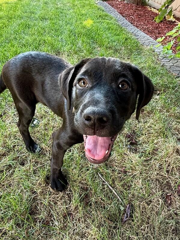 Enlarge Marsh, a Adoptable Labrador Retriever in Fruit Heights, UT image 3/5