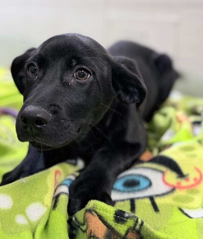 Enlarge Marsh, a Adoptable Labrador Retriever in Fruit Heights, UT image 4/5