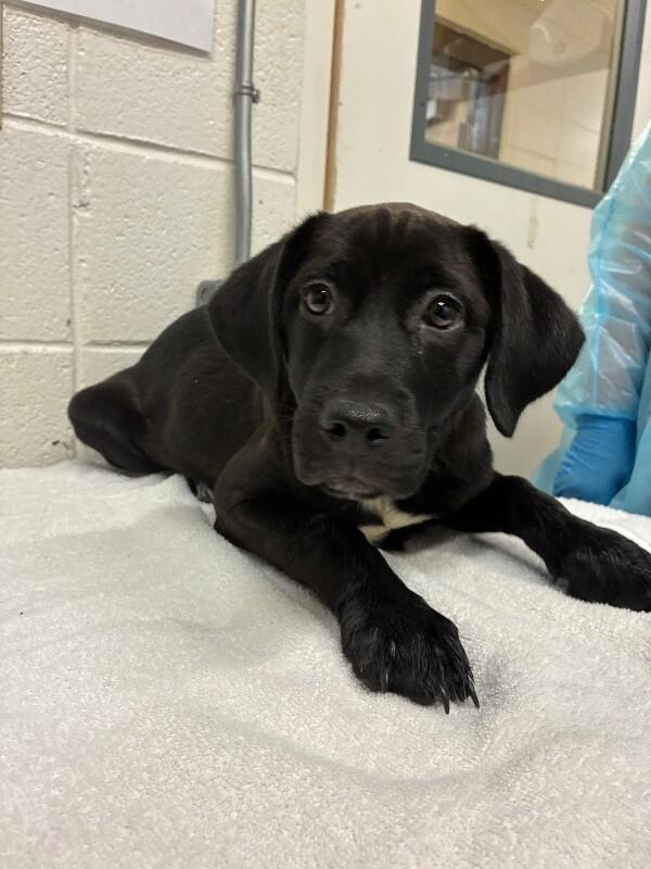 Enlarge Marsh, a Adoptable Labrador Retriever in Fruit Heights, UT image 5/5