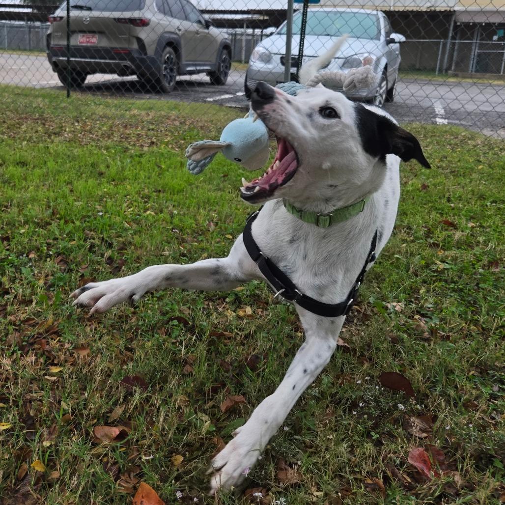 Enlarge Dip N Dots, a Adoptable mixed breed in Tulsa, OK image 2/6