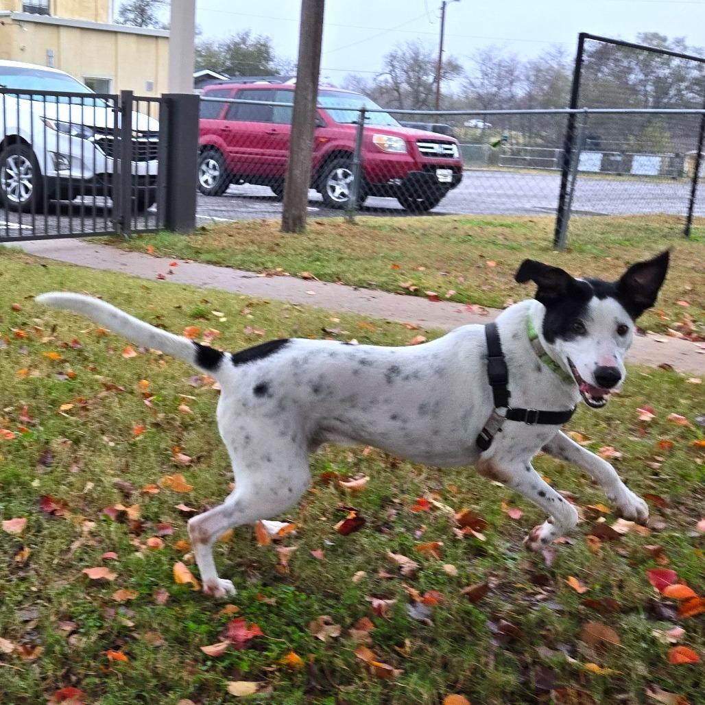 Enlarge Dip N Dots, a Adoptable mixed breed in Tulsa, OK image 4/6