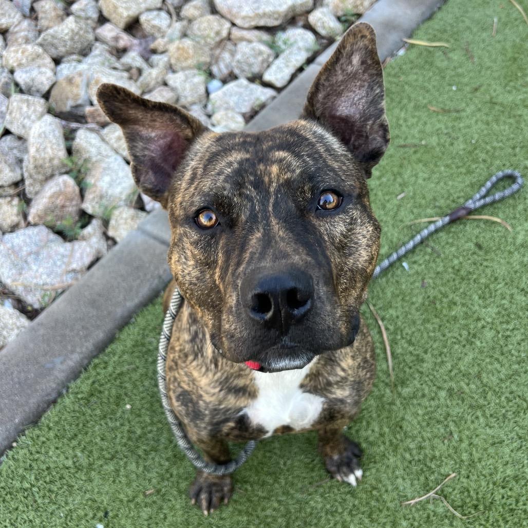 Brownie, Adoptable, Adult Male Pit Bull Terrier.