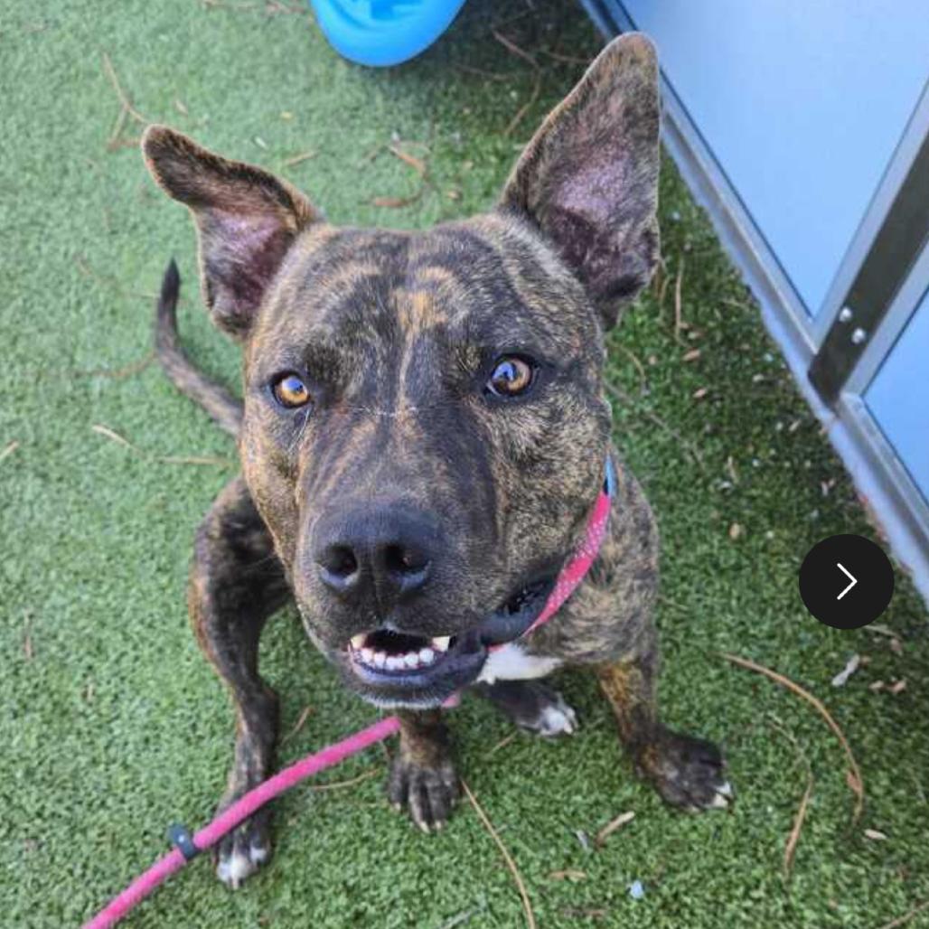 Brownie, a Adoptable Pit Bull Terrier in Apache Junction, AZ image 2/3