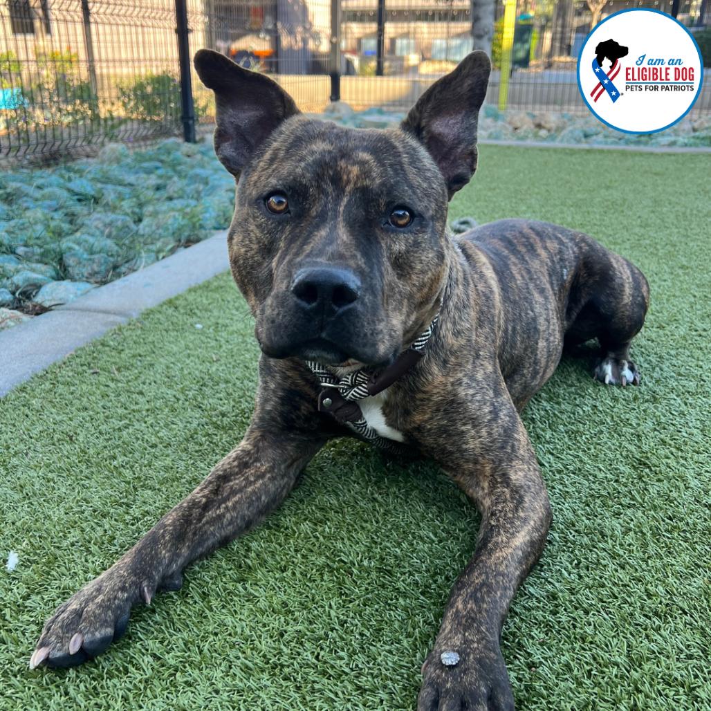 Brownie, a Adoptable Pit Bull Terrier in Apache Junction, AZ image 3/3