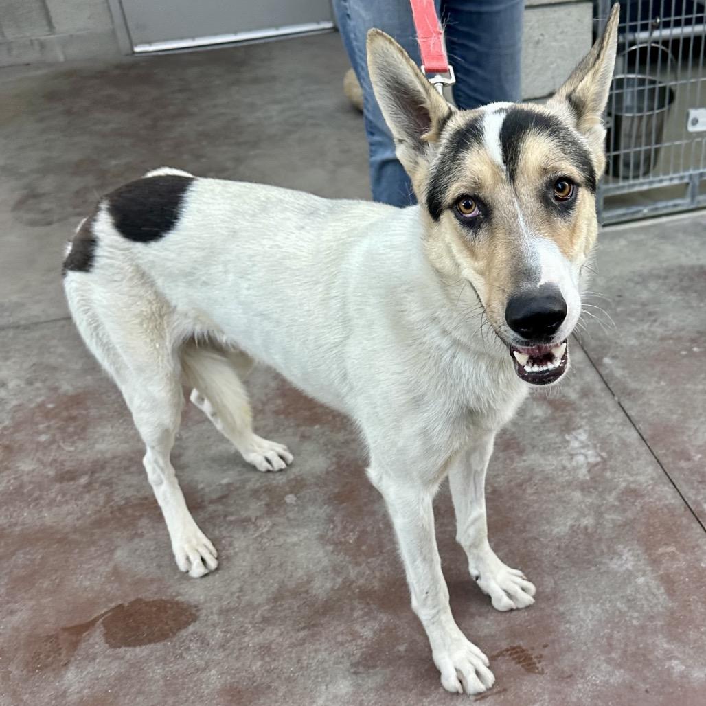 Enlarge Ziggy, a Adoptable Shepherd in Palm Springs, CA image 1/3