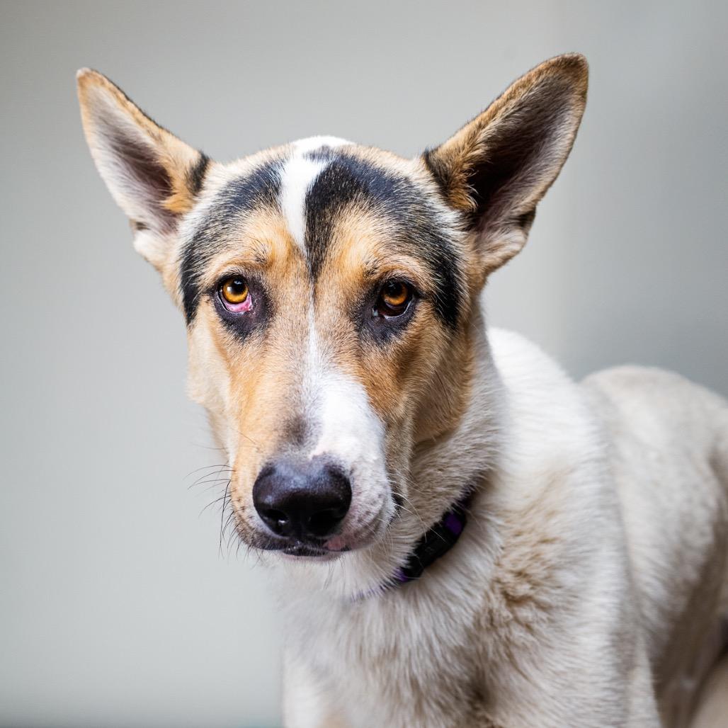 Enlarge Ziggy, a Adoptable Shepherd in Palm Springs, CA image 2/3