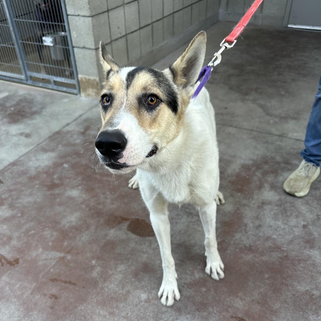 Enlarge Ziggy, a Adoptable Shepherd in Palm Springs, CA image 3/3