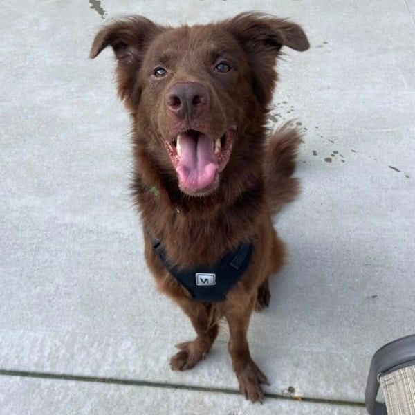Espresso, a Adoptable mixed breed in Itasca, IL image 4/6