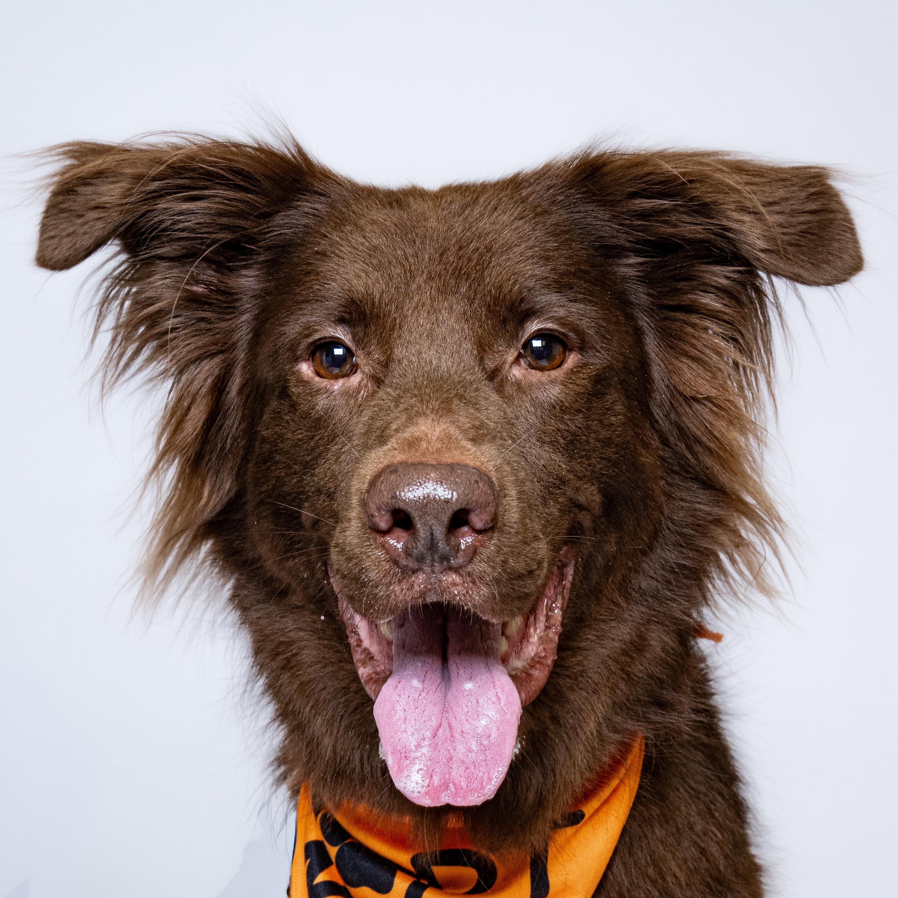 Espresso, Adoptable, Adult Male German Shepherd Dog.