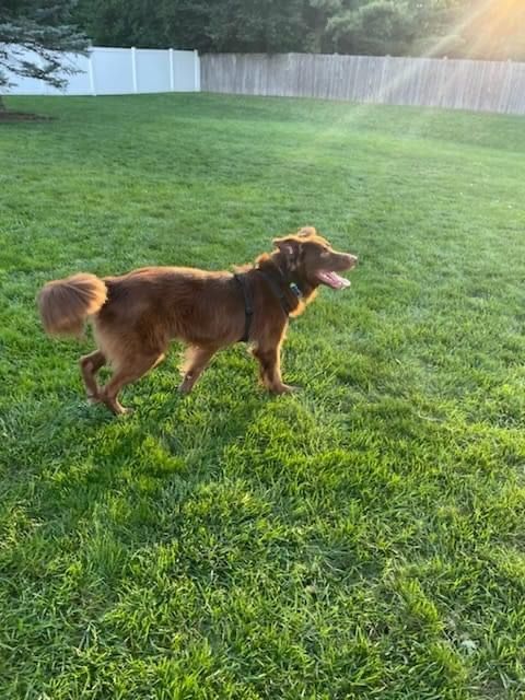 Espresso, a Adoptable mixed breed in Itasca, IL image 5/6