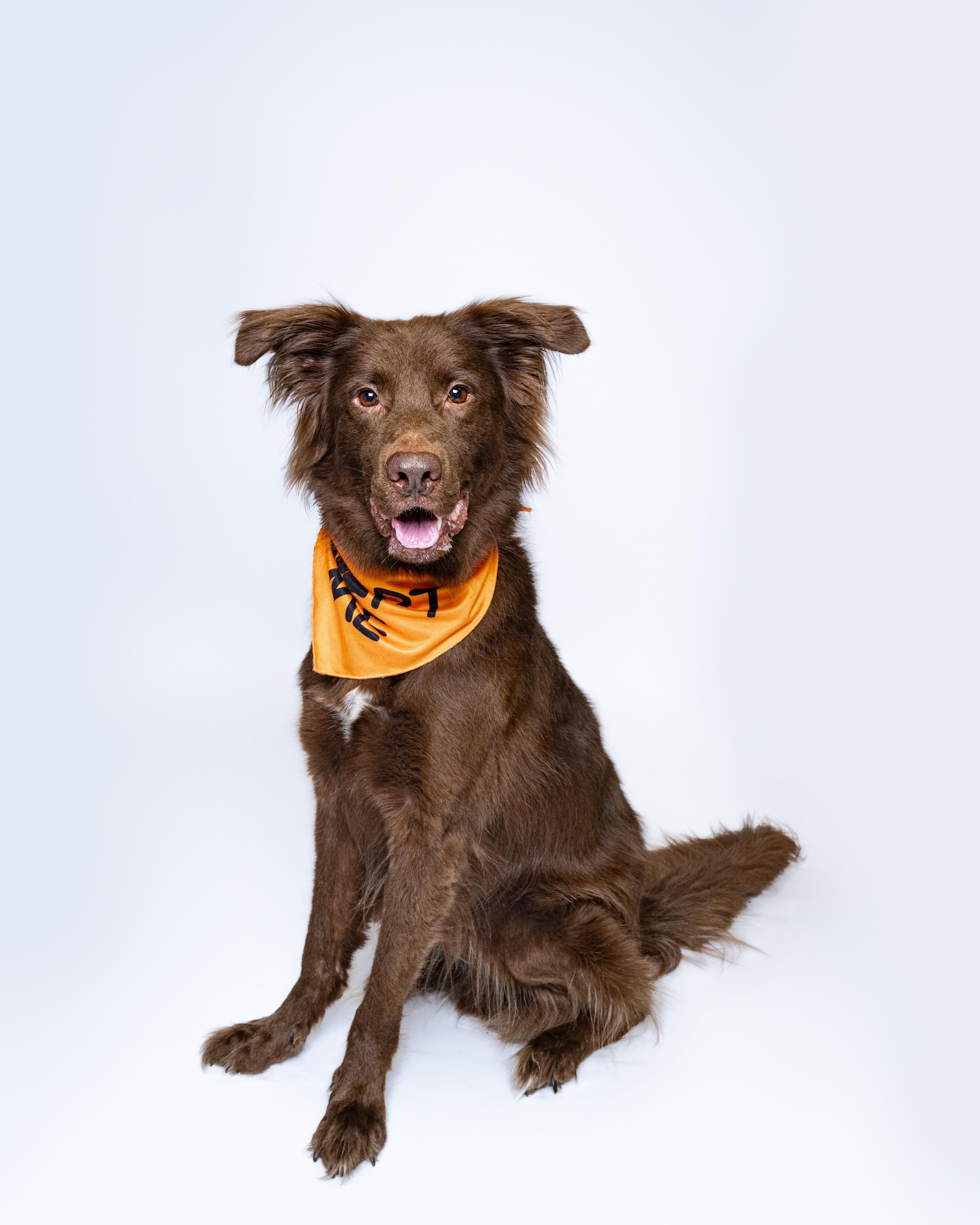 Espresso, a Adoptable mixed breed in Itasca, IL image 2/6